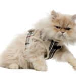 Cat Harness