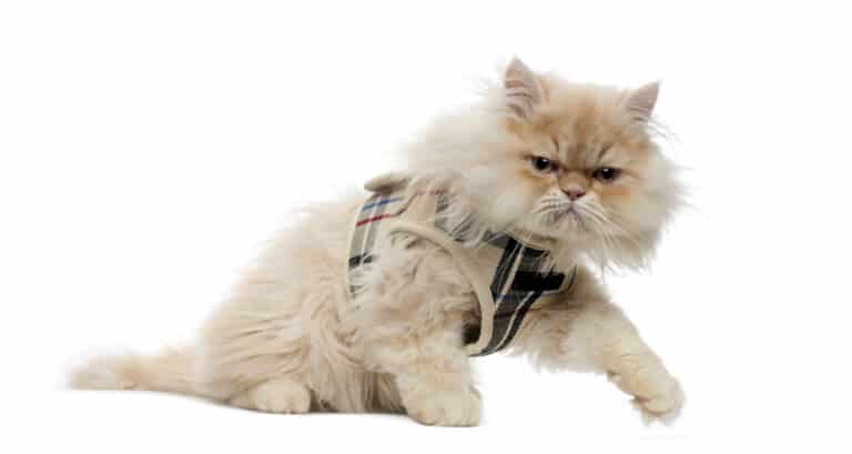 Cat Harness