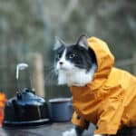 Cat Hoodie Guide