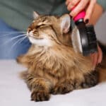 How to Take Care of a Cat Essentials