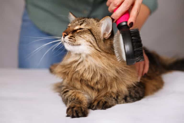 How to Take Care of a Cat Essentials
