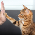 Clicker Training for Cats: 12 Simple Steps That Work