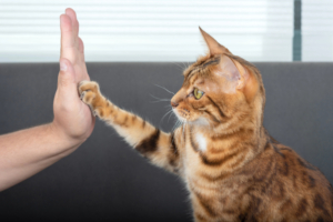 Clicker Training for Cats: 12 Simple Steps That Work