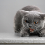 How to Calm an Aggressive Cat