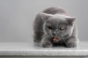 How to Calm an Aggressive Cat